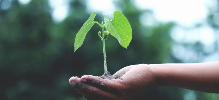 Selective Focus Photo of Green Plant Seedling on Tree Trunk