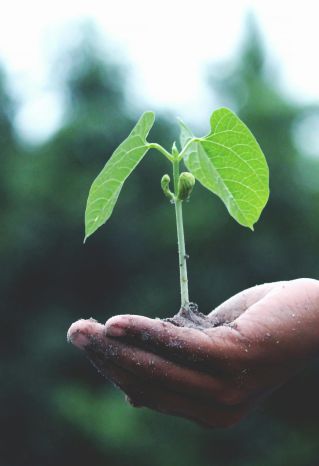 Selective Focus Photo of Green Plant Seedling on Tree Trunk
