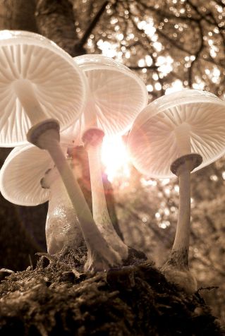 Beautiful sepia-toned backlit mushrooms in a serene forest setting, capturing nature's elegance.